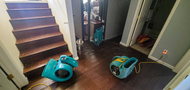 Best Professional water damage repair  in White Pine, TN
