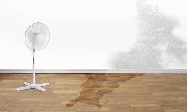 Best Flooded house restoration  in White Pine, TN